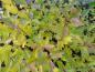 Preview: Physocarpus opulifolius Nanum im Herbstlaub