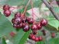Preview: Reifende essbare Früchte an der Pflaumenblättrigen Apfelbeere