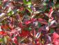 Preview: Schönes rotes Herbstlaub bei Aronia prunifolia