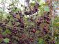 Preview: Reiche Ernte - die Pflaumenblättrige Aronie (Aronia prunifolia)