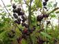 Preview: Die schwarzen essbaren Früchte der Pflaumenblättrigen Aronie (Aronia prunifolia) im Herbst
