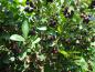 Preview: Reich fruchtend: Aronia prunifolia im September