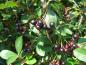 Preview: Die schwarzen Früchte von Aronia prunifolia sind begehrt bei Vögeln.