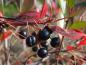 Preview: Reife essbare Früchte von Aronia prunifolia