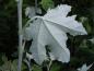 Preview: Die Blätter der Populus alba Nivea haben silberne Unterseiten.