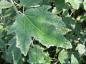 Preview: Populus alba Nivea - grüne Blätter
