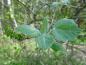 Preview: Das filzige Blatt der Populus alba Nivea mit Fruchtstand