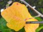 Preview: Gelbes Herbstlaub der Silberpappel