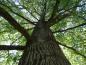 Preview: Wuchsform der Populus alba Nivea