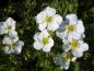 Preview: Fingerstrauch Abbotswood - weiße Blüten