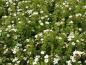 Preview: Potentilla fruticosa Abbotswood als blühender Bodendecker