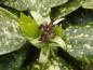 Preview: Gefleckte Blätter der Metzgerpalme (Aucuba japonica Variegata)