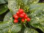 Preview: Metzgerpalme (Aucuba japonica Variegata) mit leuchtend roten Früchten