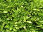 Preview: Das immergrüne Laub von Aucuba japonica Variegata