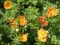 Preview: Oranger Blütenflor im Sommer von Potentilla Red Ace