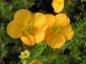 Preview: Fingerstrauch Tangerine - gelb-orange Blüten