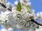 Preview: Die Blüte von Prunus avium ist auch bei Bienen beliebt.