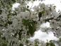 Preview: Prunus avium trägt zahlreiche weiße Blüten.