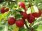 Preview: Wildpflaume, Wilde Mirabelle - rote Früchte