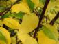 Preview: Das Laub der wilden Mirabelle verfärbt sich im Herbst gelb.