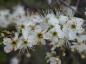 Preview: Weiße Blüten der Wildpflaume/Wilden Mirabelle