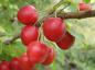 Preview: Rote Früchte der Prunus cerasifera