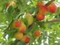 Preview: Prunus cerasifera - kleine gelbe bis rote Mirabellen