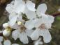 Preview: Die weiße Blüte von Prunus cerasifera (Wildpflaume)