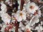 Preview: Die rosa Blüte und noch geschloosene Knospen von Prunus cerasifera Hollywood (Großfrüchtige Blutpflaume Hollywood)