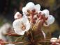 Preview: Ein Blütenzweig des Prunus cerasifera Hollywood