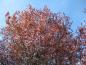 Preview: Die Blutpflaume ist ein hübscher, reichblühender Kleinbaum.