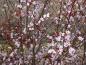 Preview: Prunus cerasifera Nigra mit reicher rosa Blüte im April