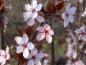 Preview: Die Blüte von Prunus cerasifera Nigra (Blutpflaume) mit frischem Blattaustrieb