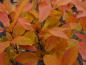 Preview: Eindrucksvolles Herbstlaub bei der Kugel-Steppenkirsche