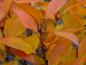 Preview: Die Kugel-Steppenkirsche mit ihrer prächtigen Herbstfärbung