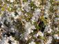 Preview: Rosa Blüten der Märzkirsche Kojou-no-mai