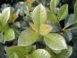 Preview: Kirschlorbeer Etna - immergrüne Blätter