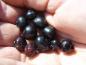Preview: Kleine, dunkelblaue Beeren der Kulturheidelbeere Emil