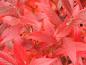 Preview: Rote Blätter im Herbst - die Kulturblaubeere Emil