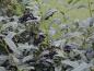 Preview: Immergrüne Heckepflanze Kirschlorbeer Macrophylla mit schwarzen Beeren