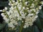 Preview: Kirschlorbeer Macrophylla - weiße Blüten