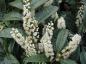 Preview: Weißblühender Kirschlorbeer Schipkaensis Macrophylla