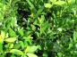 Preview: Kirschlorbeer Mano - immergrüne Heckenpflanze
