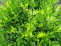 Preview: Prunus laurocerasus Mano - leuchtend grüne Blätter