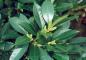 Preview: Kirschlorbeer Van Nes - immergrüne Heckenpflanze