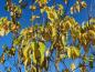 Preview: Gelbe Herbstfärbung bei Prunus maackii
