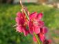 Preview: Hübsche filigrane rosarote Blüten der Japanischen Zieraprikose Beni Shi Dori