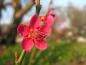 Preview: Die pinken Blüten der Japanischen Zieraprikose Beni Shi Dori fallen auf.