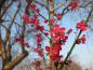 Preview: Schon von Weitem sichtbare, leuchtende Blüten der rosablühenden Zieraprikose Beni Shi Don