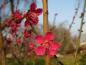 Preview: Hübsche pinke Blüten - Japanische Zieraprikos Beni Shi Dori